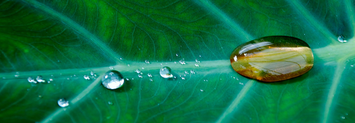 Ecosostenibilità Rispetto dell'ambiente